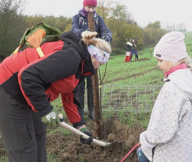 Příprava výsadby a ukotvování stromu v zemi.