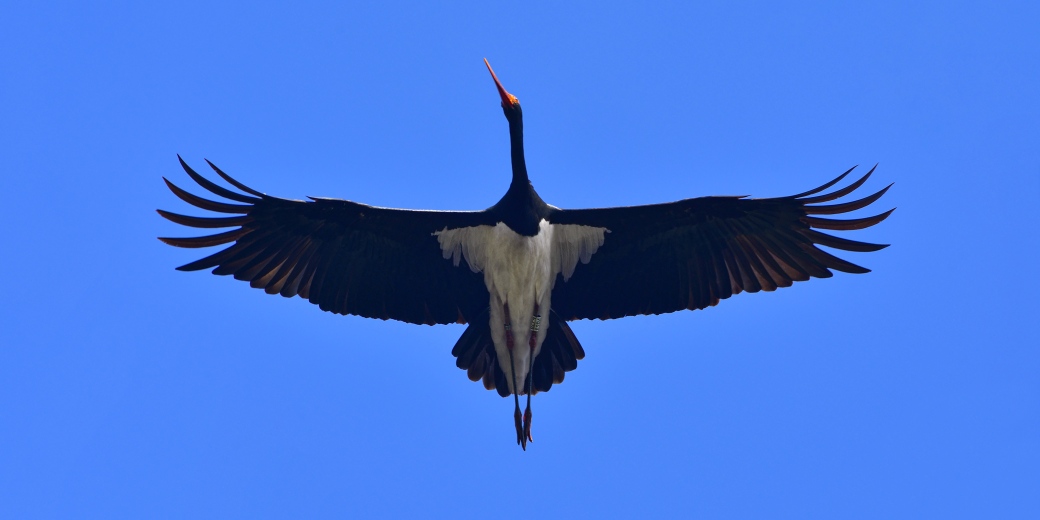 Čáp černý v letu má vidět charakteristickou bílou náprsenku.