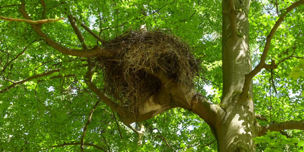 Mohutné hnízdo čápa černého v koruně listnatého stromu.