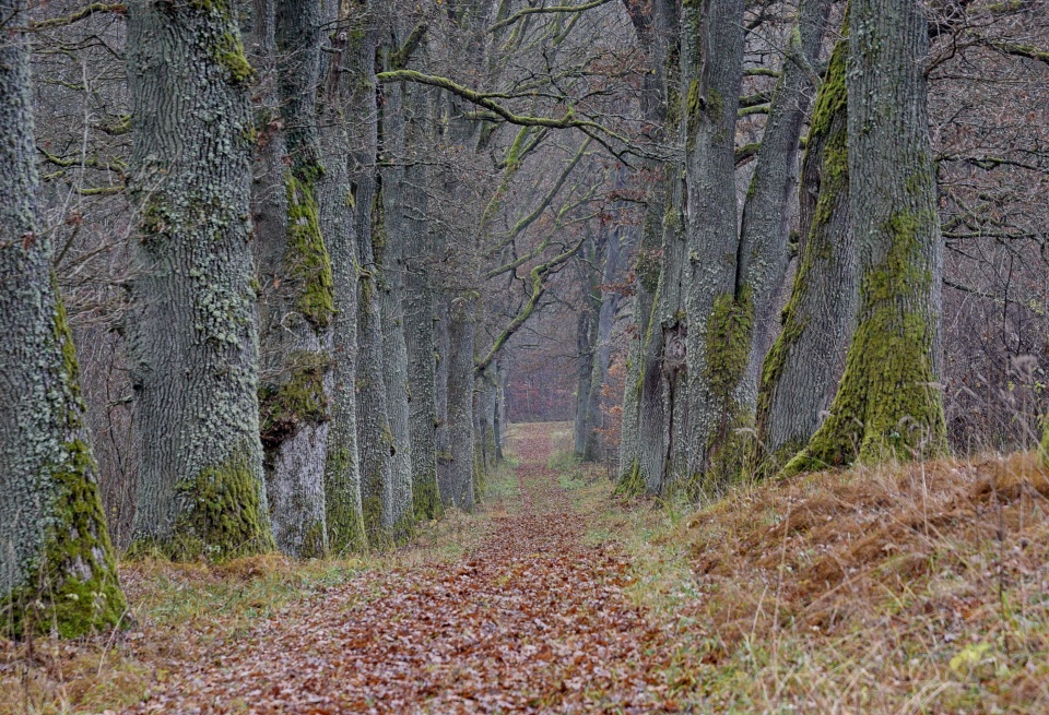 Krajina Českého lesa.