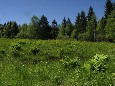 Trčkovská louka PR.