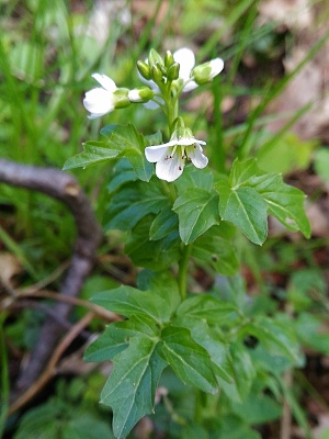 řeřišnice  hořká