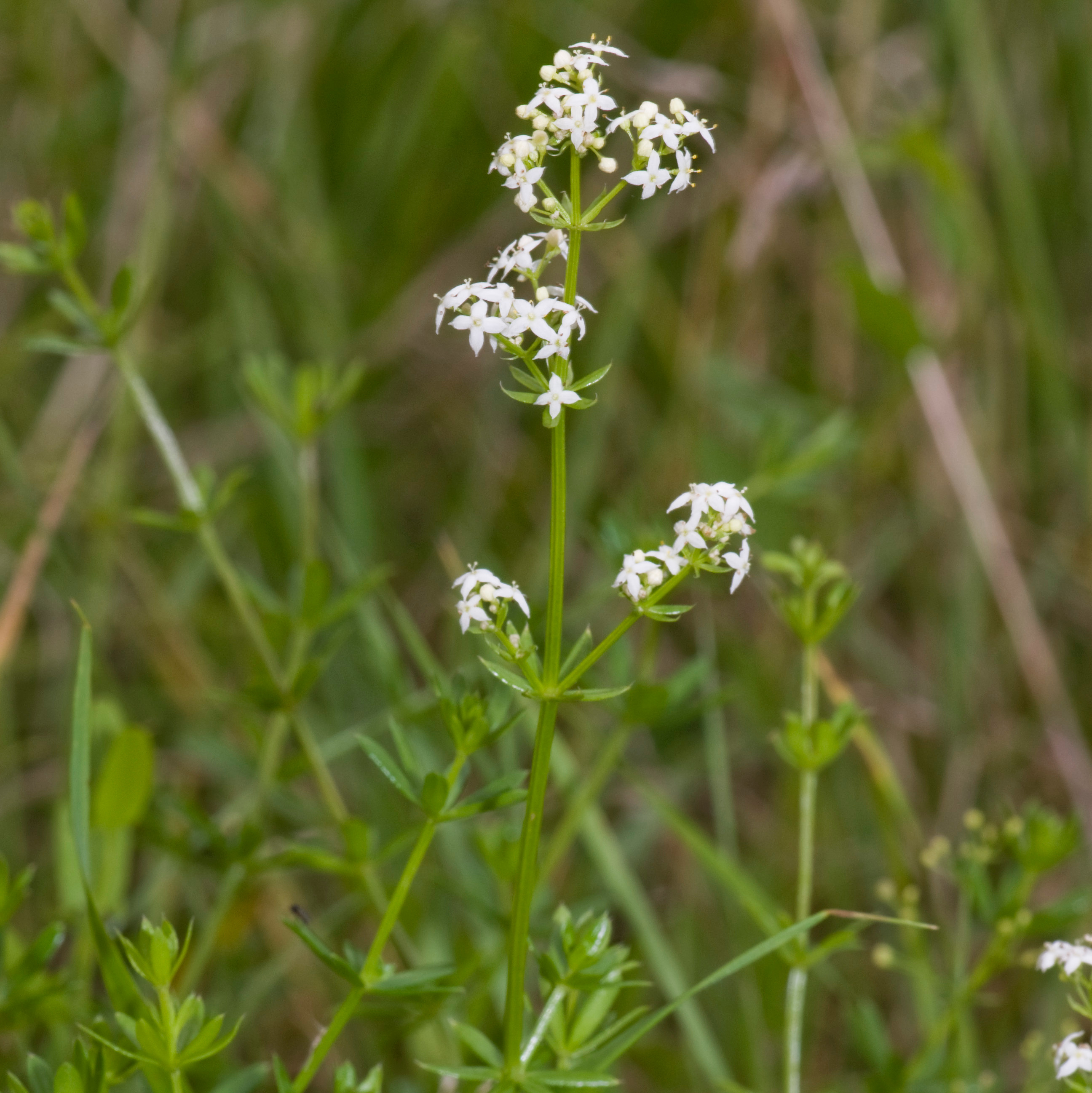 Galium_mollugo