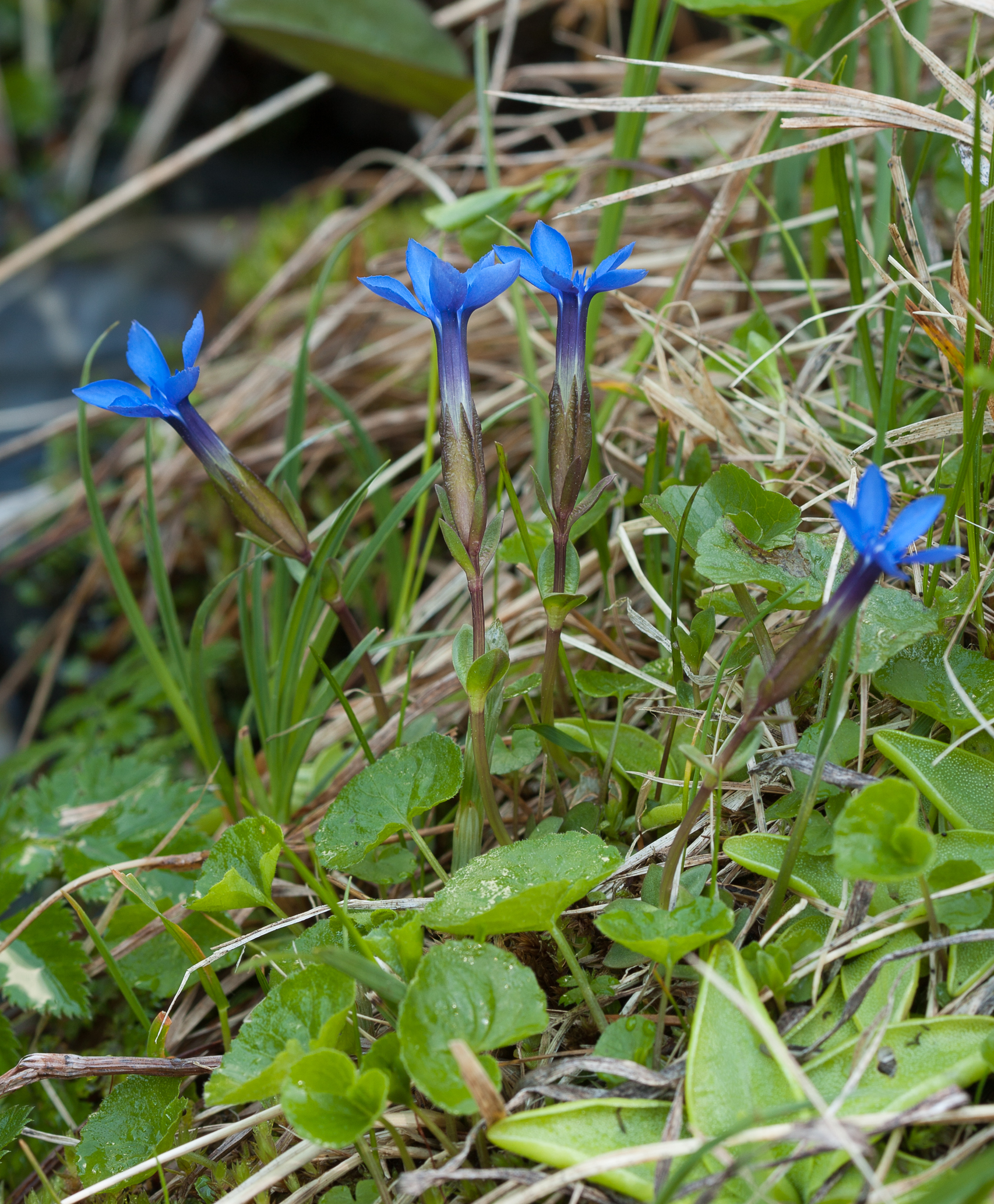 Gentiana_verna