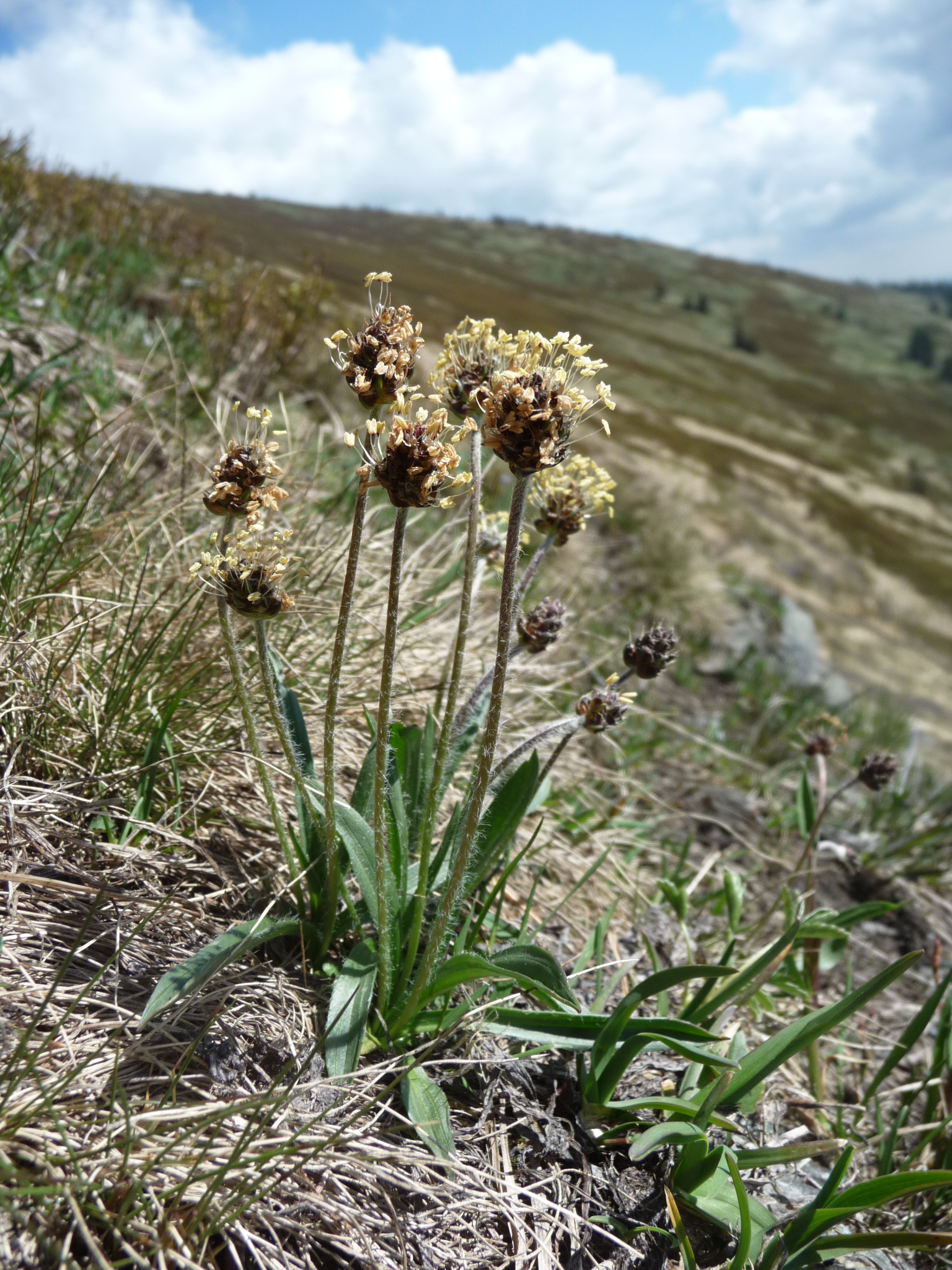 Plantago atrata sudetica