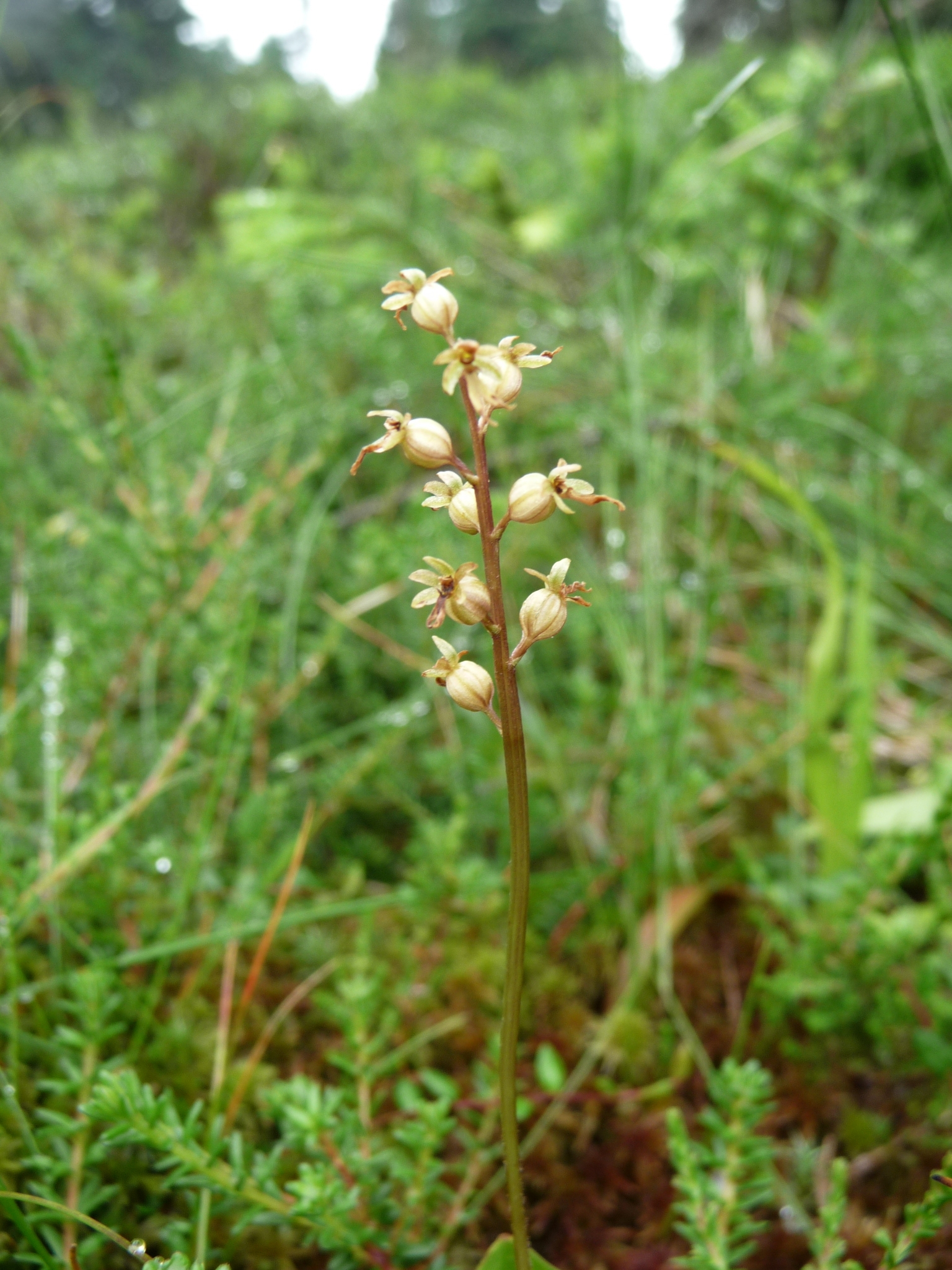 Listera cordata