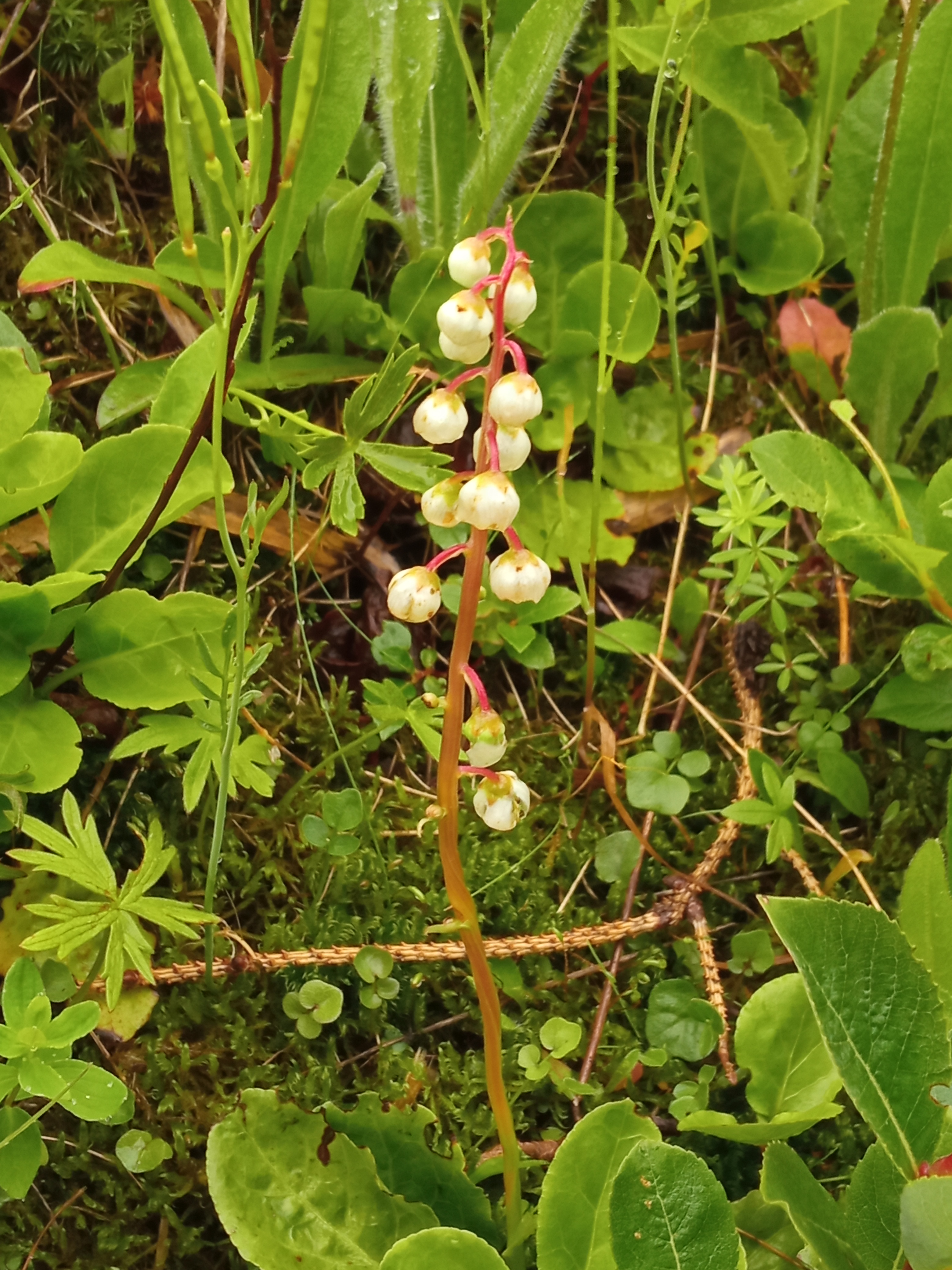 Pyrola minor