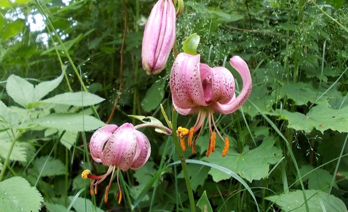 Lilium martagon